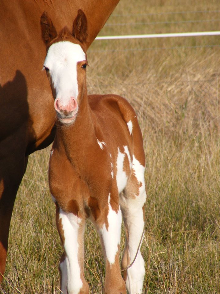 Paint Horses